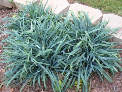 Classy Groundcovers - A collection of popular Sedges: 25 Sedge Bunny Blue  ， 25 Sedge 'Ice Dance'， 25 Blue Sedge