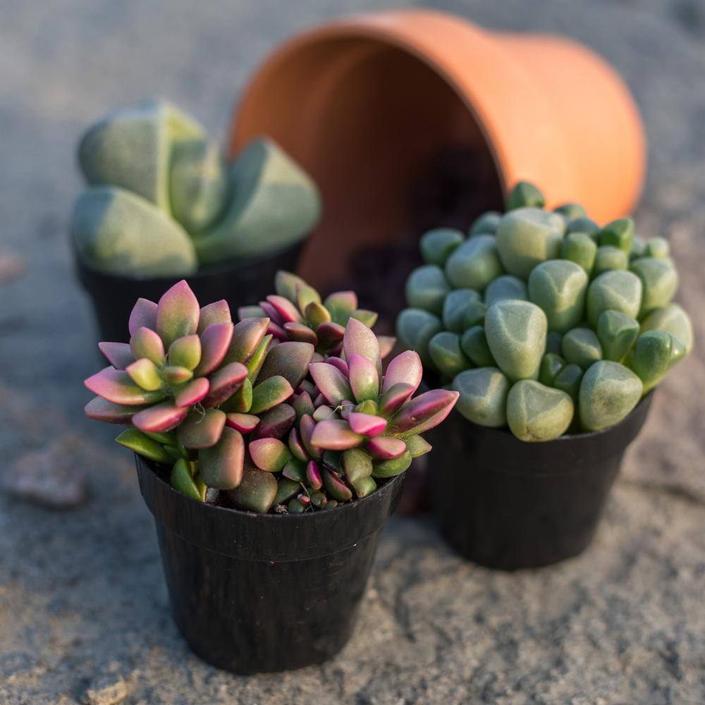 SMART PLANET 2.5 in. Mimicry Assorted Succulent Plants (4-Pack) 0880052