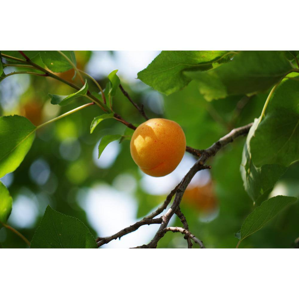 Online Orchards Dwarf Puget Gold Apricot Tree - Easiest Growing Apricot Tree (Bare-Root 3 ft. to 4 ft. Tall 2-Years Old) FTAC004