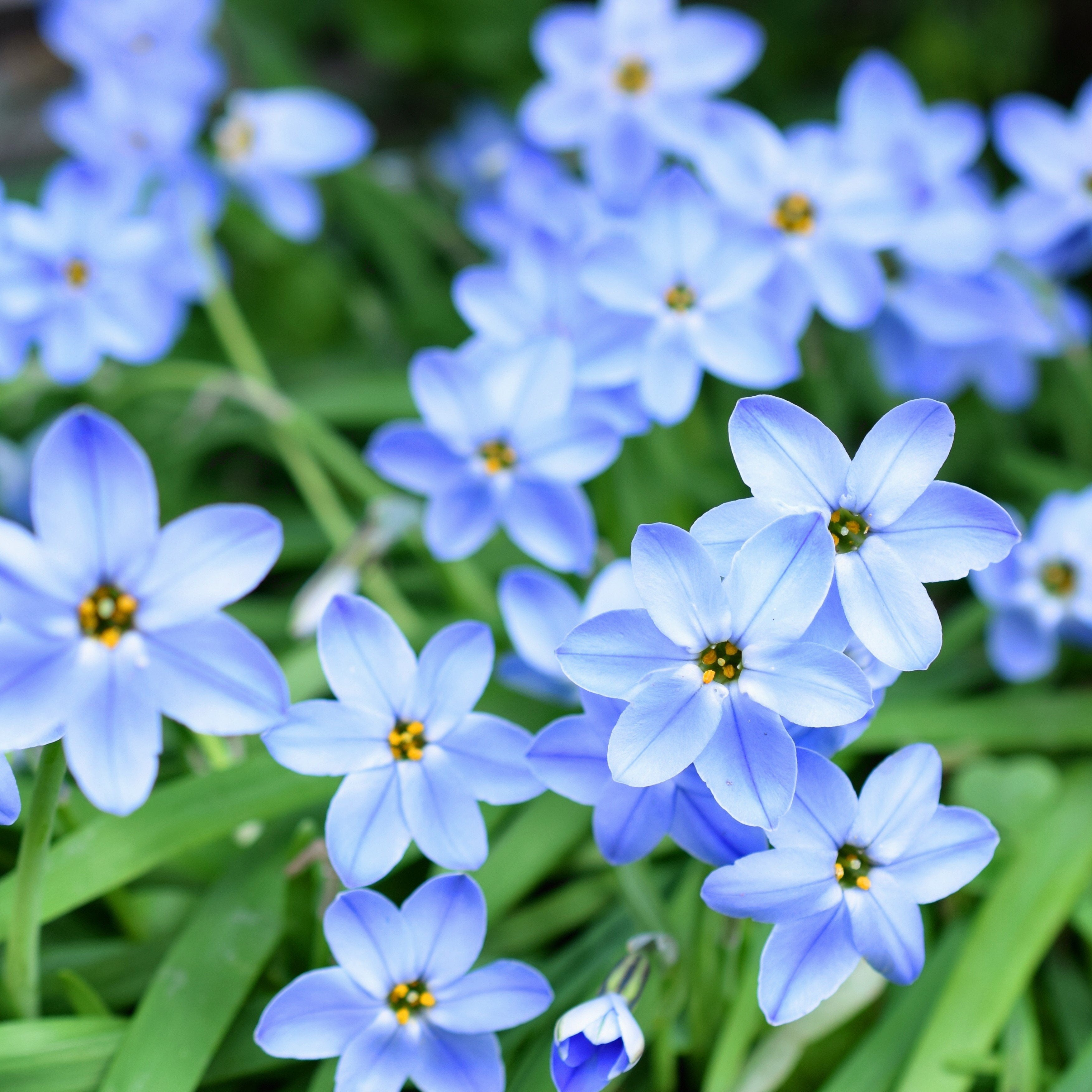 Starflower Rolf Fiedler (10 Bulbs) Blue