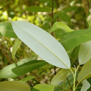 1 Gal. Sweetbay Magnolia Semi-Evergreen Tree with White Flowers MAGSWE01G