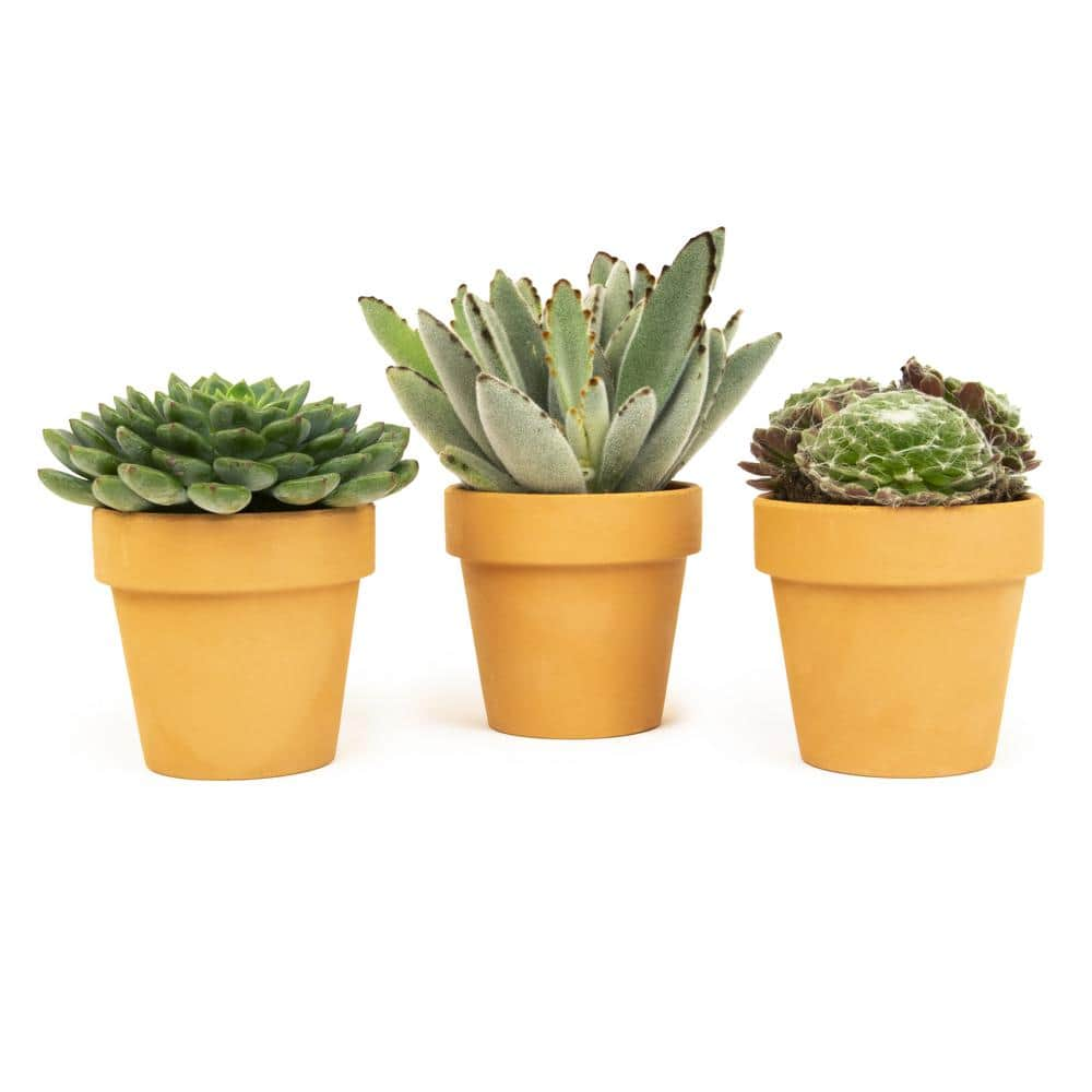 Altman Plants 2.5 in. Assorted Succulent 3-Pack in Terra Cotta Clay Pot 0872531