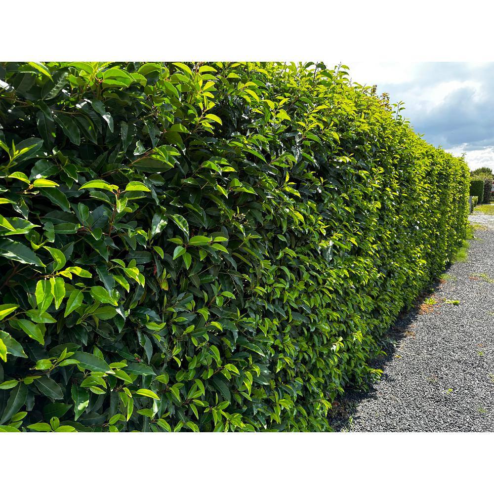 Online Orchards 1 Gal. Portuguese Evergreen Laurel Shrub with Fragrant White Flowers and Small Red Cherries SBCL002
