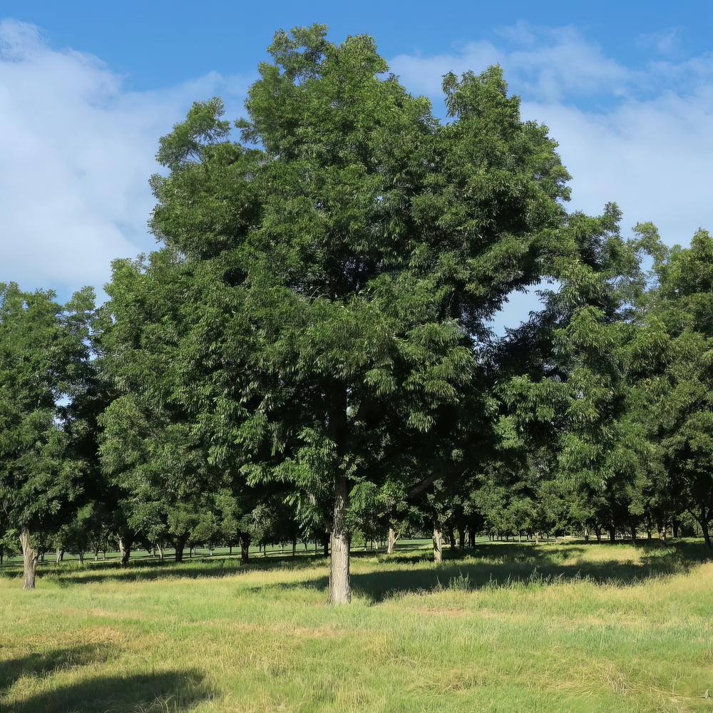 national PLANT NETWORK 2.25 Gal. Deciduous Native Pecan Tree HD7107