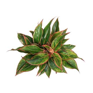 Vigoro Grower's Choice Aglaonema Chinese Evergreen Indoor Plant in 6 in. White Décor Pot Avg. Shipping Height 1-2 ft. (2-Pack) CO.AGS6.3.VI.WH