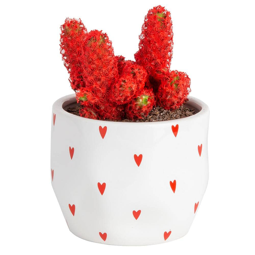 Costa Farms Red Desert Gems Indoor Cactus in 4 in. White Ceramic Planter Avg. Shipping Height 6 in. Tall 4DESGEMOREUROTB