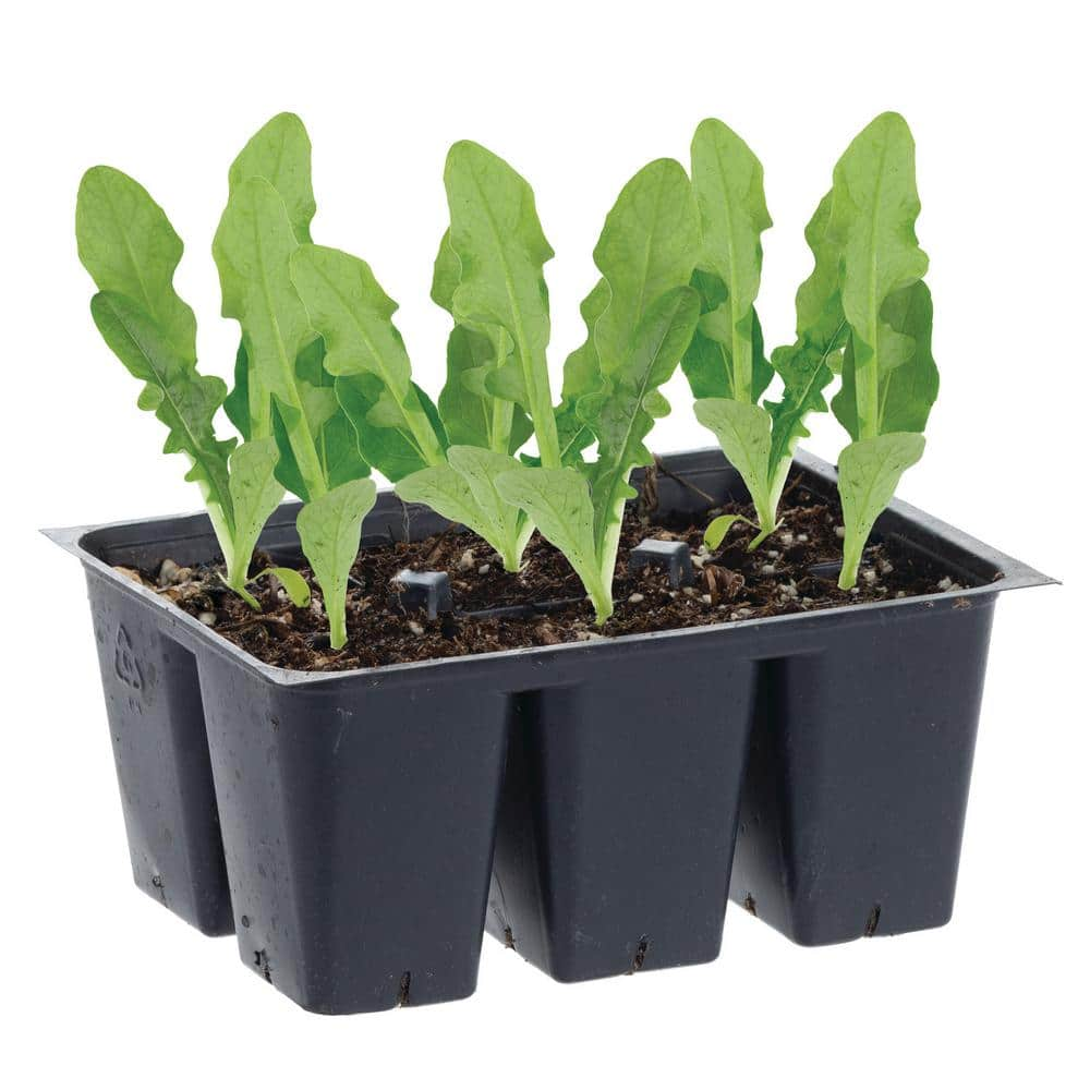 Bonnie Plants 1.19 qt. Heading Iceberg Lettuce Plant (6-Pack) 0050