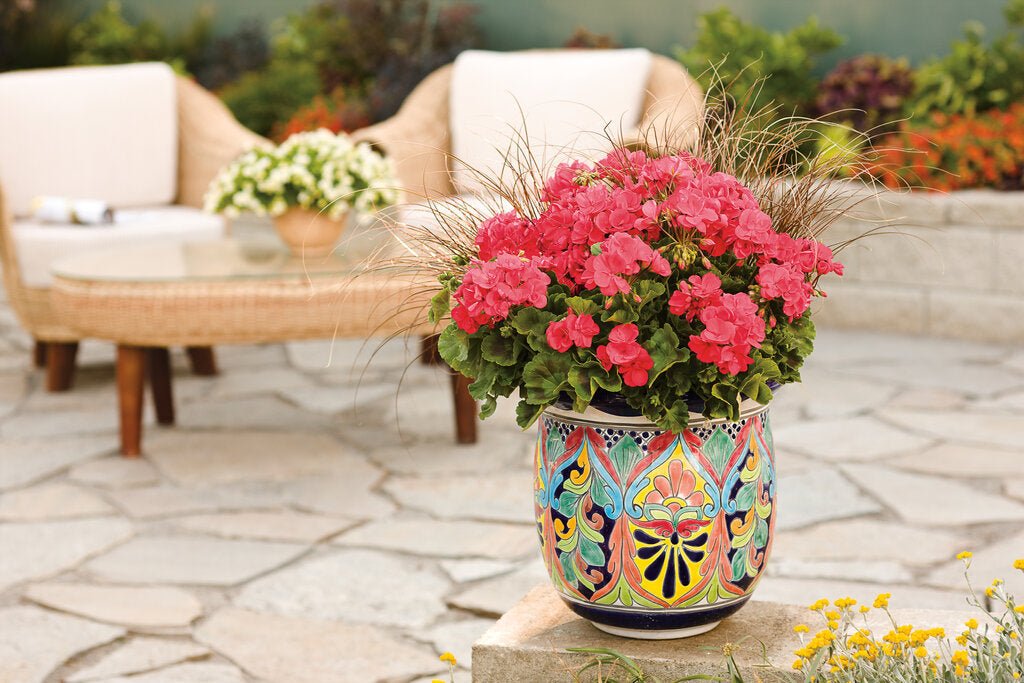 4.25 in. Eco+Grande， Boldly Coral Geranium (Pelargonium) Live Plant， Pink Flowers (4-Pack)