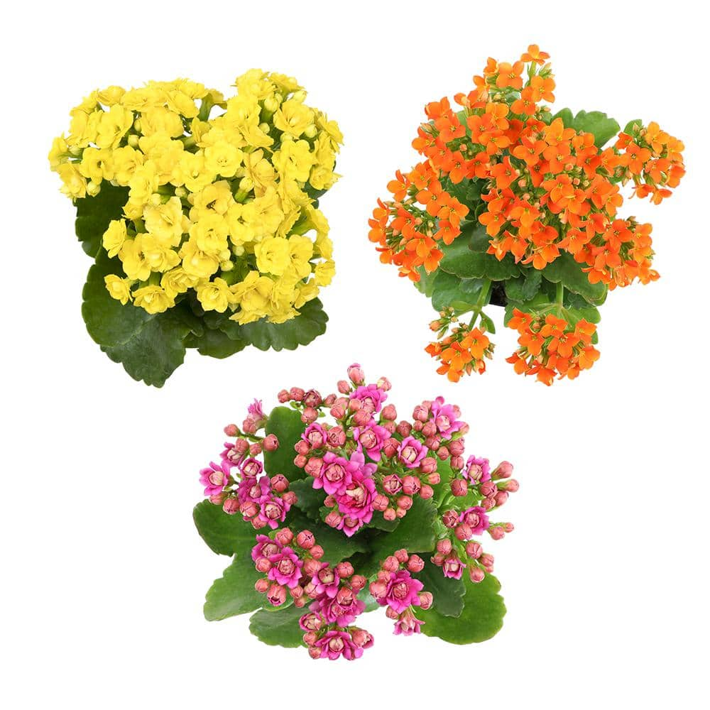 SMART PLANET 9cm Kalanchoe Blossfeldiana Kalanchoe Succulent Assorted Colors 3-Pack 0872454