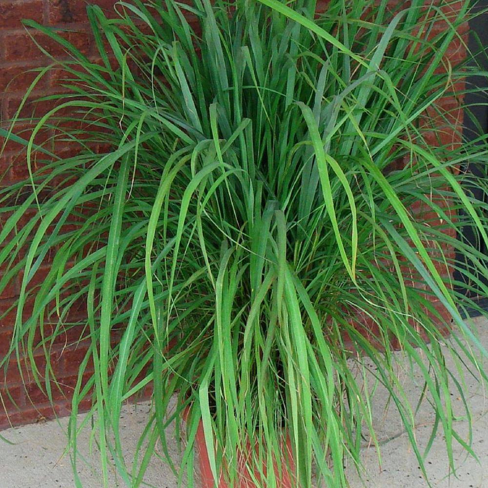 national PLANT NETWORK Lemon Grass Plant (4-Piece) HD1034