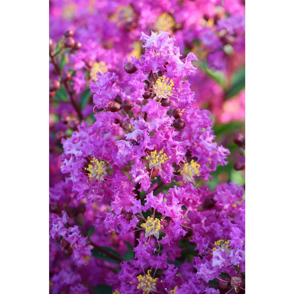 SEASON TO SEASON 2 Gal. Amethyst King Deciduous Crape Myrtle Tree 17877