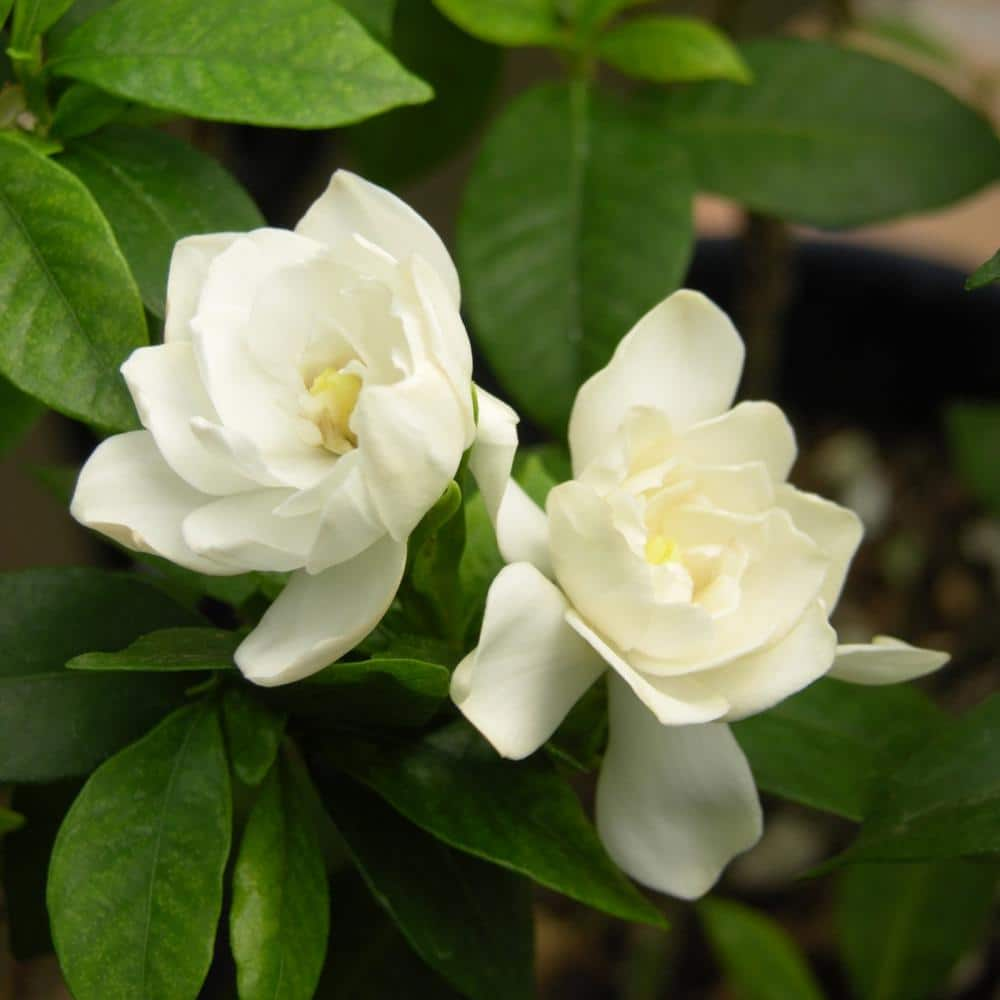 national PLANT NETWORK 2.5 qt. Gardenia August Beauty Flowering Shrub with White Blooms HD7124