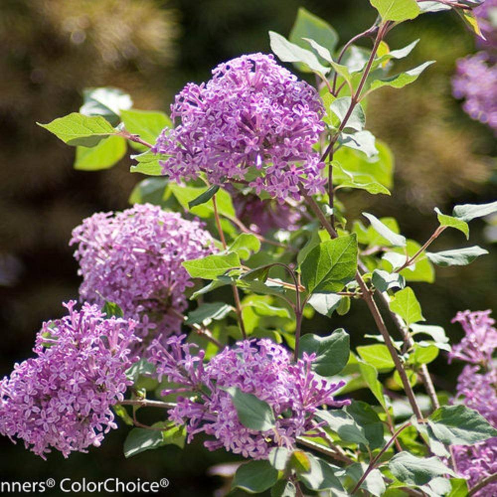 PROVEN WINNERS 2 Gal. Bloomerang Dark Purple Reblooming Lilac (Syringa) Live Shrub with Deep Purple Flowers PWSPA2BLM1PK