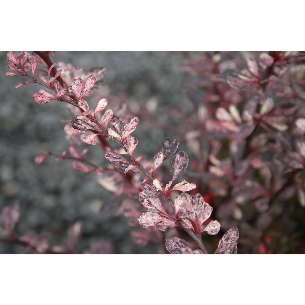 2.5 Qt. - Rose Glow Barberry Live Shrub with Deep Red Purple Folliage and Pink Marbling 1000042658