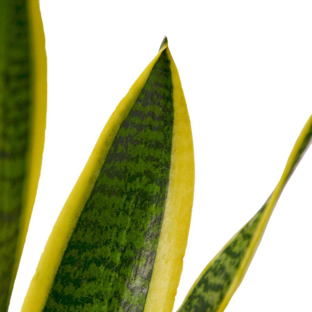 Snake Plant Laurentii (Sansevieria trifasciata) Plant in 4 in. Grower Pot 4_SNAKE_LAURENTII