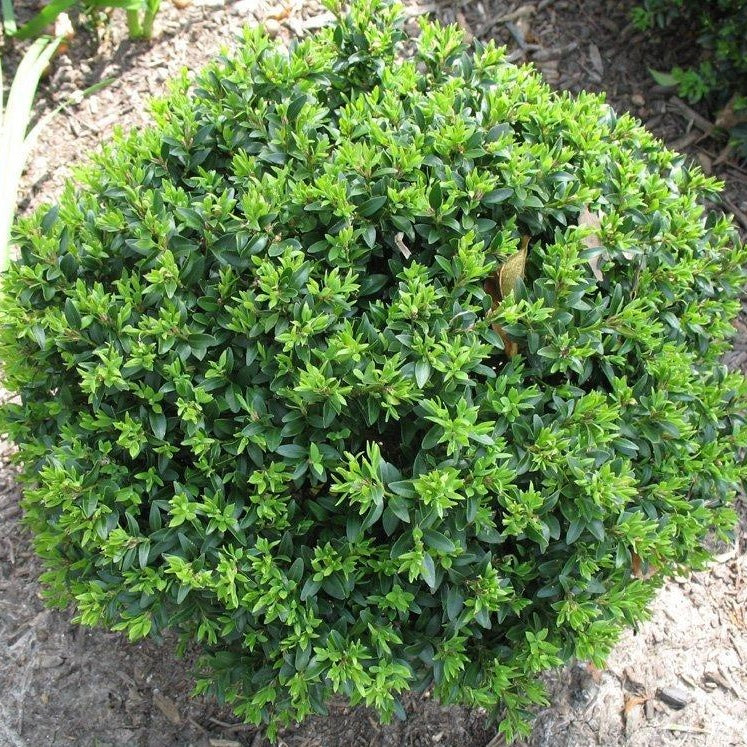 Japanese Boxwood