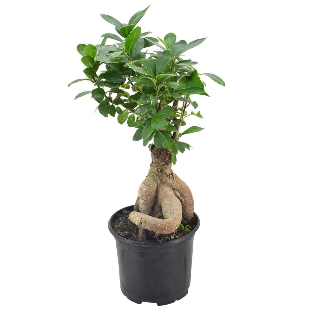 Arcadia Garden Products 6 in. Ginseng Ficus Bonsai Black Plastic Grower Pot LV62