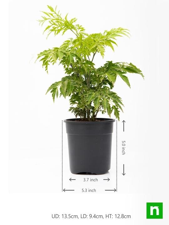 Aralia Green - Plant