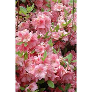 BELL NURSERY 1 Gal. Blaauw's Pink Azalea Live Shrub Pink Flowers (3-Pack) AZLEA1BLW3PK