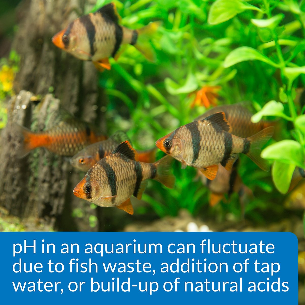 API pH Freshwater Aquarium Test and Adjuster Kit