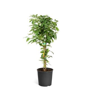 Brighter Blooms 3 Gal. Arabica Coffee Shrub Plant COF-PLA3