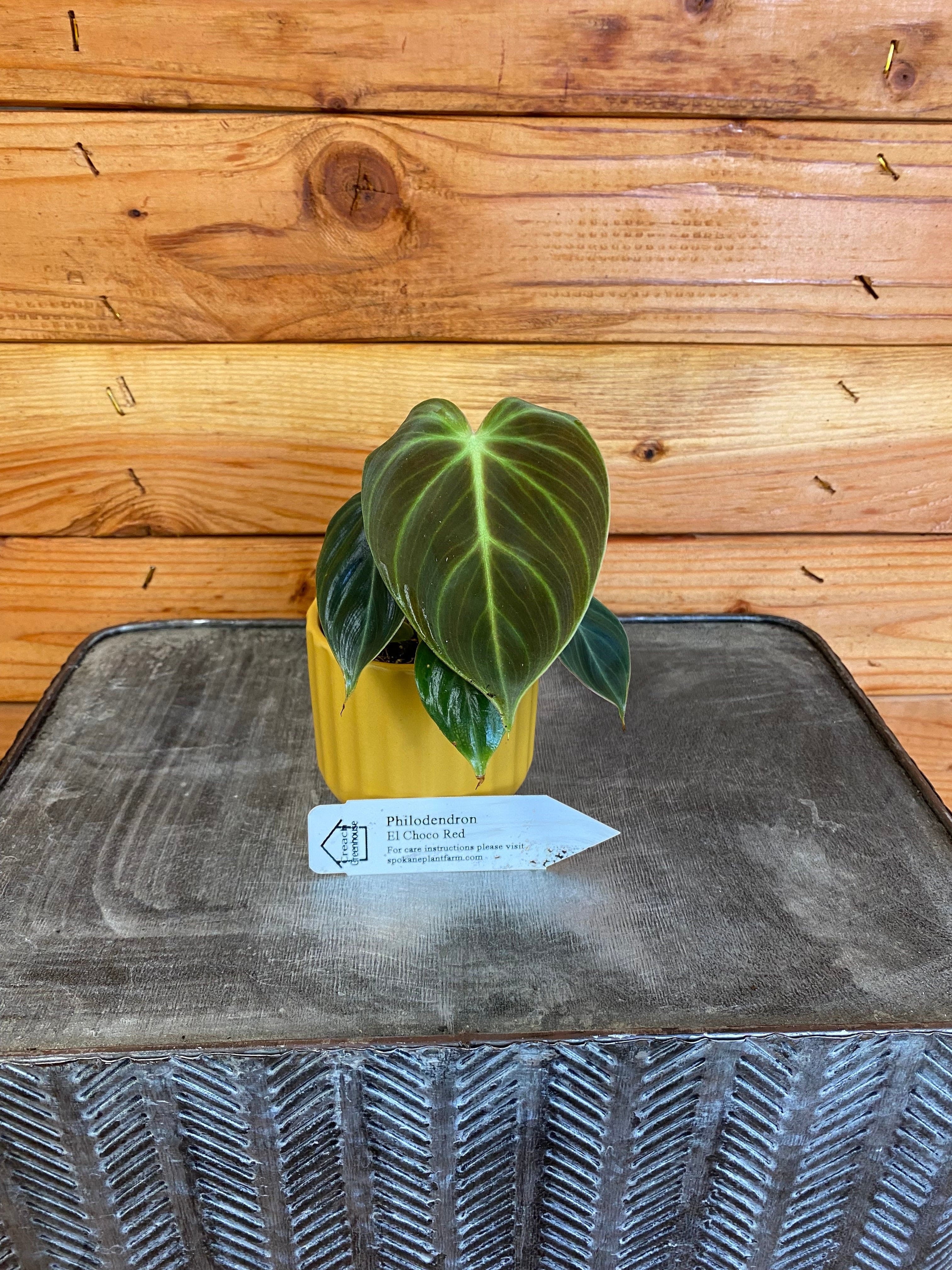 Philodendron El Choco Red， 2