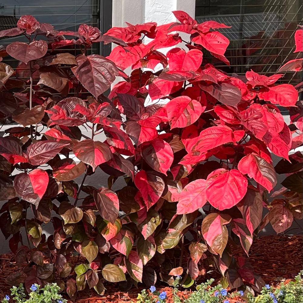 OnlinePlantCenter 3 Gal. Red Copper Plant Non Flowering Shrub ACAL101G3