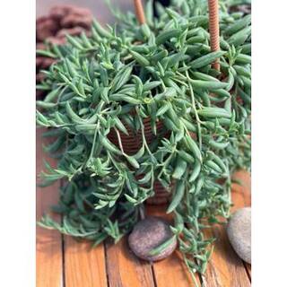 5 in. Senecio Radicans - String of Bananas with White Flowers Succulent Plants in Grower Hanging Pot hj-475