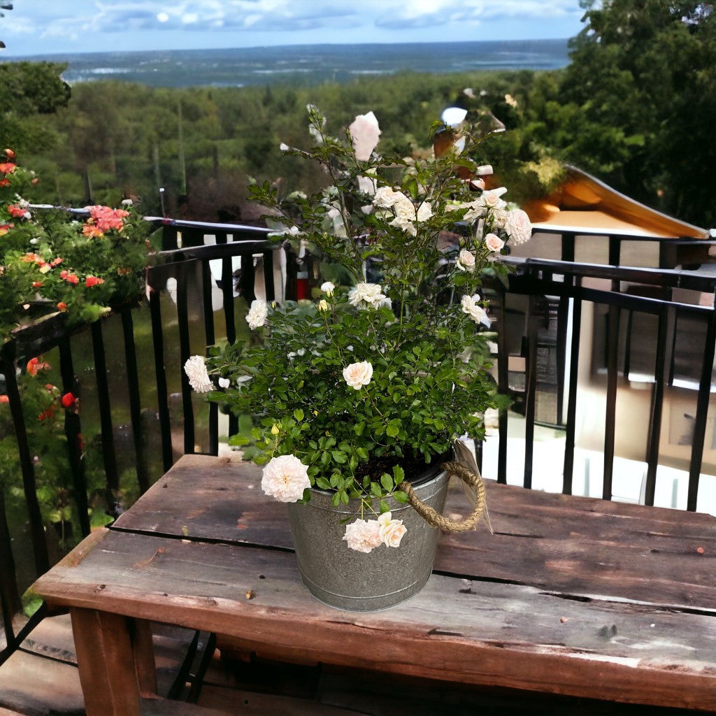 Alluring Pot/Planter in Different Choice