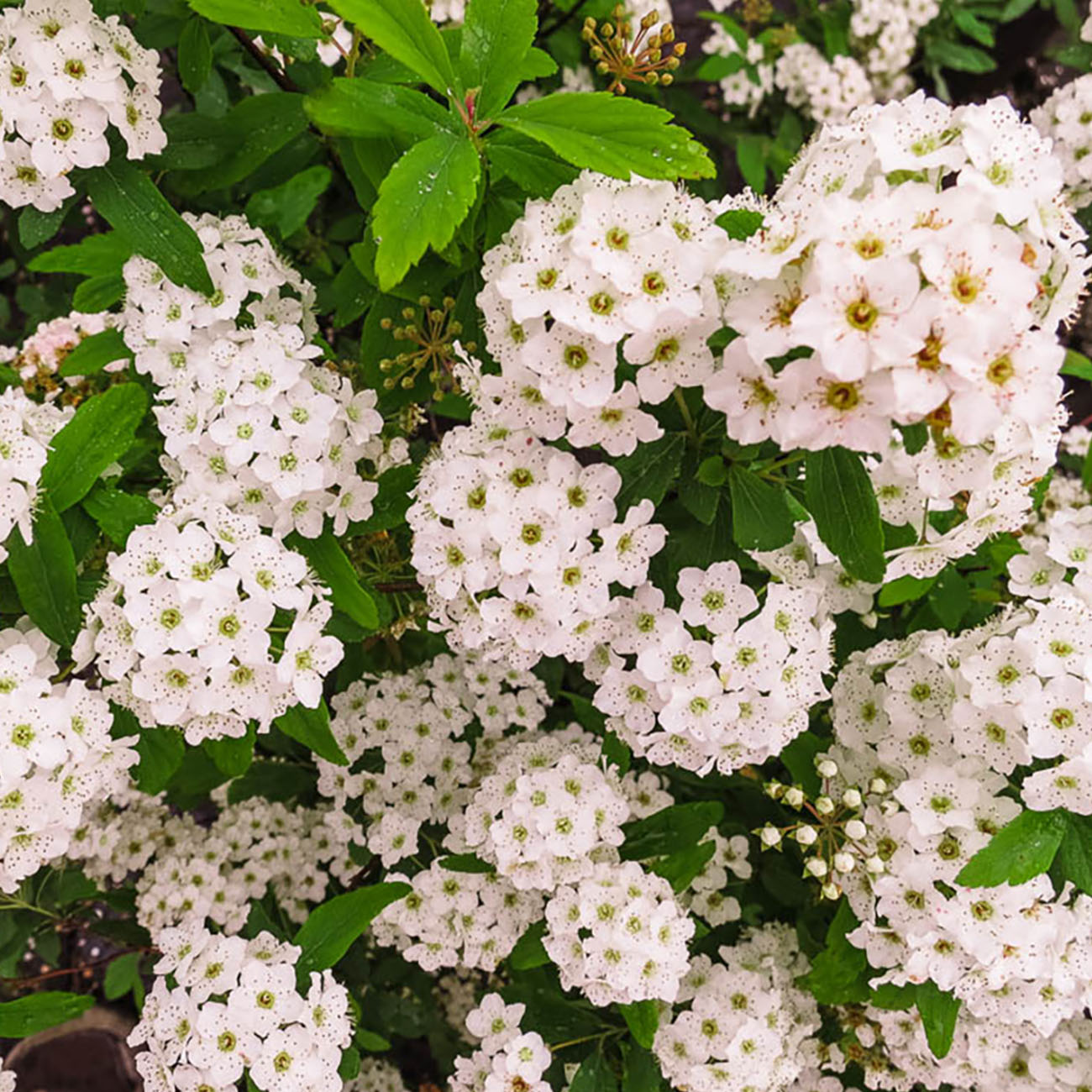 Cricket's Nursery 3 Gal. Bridal Wreath Spirea Cascades of White Blooms Live Plant