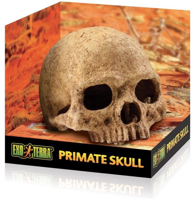 Exo Terra Exo Terra Terrarium Primate Skull Decoration 1 count