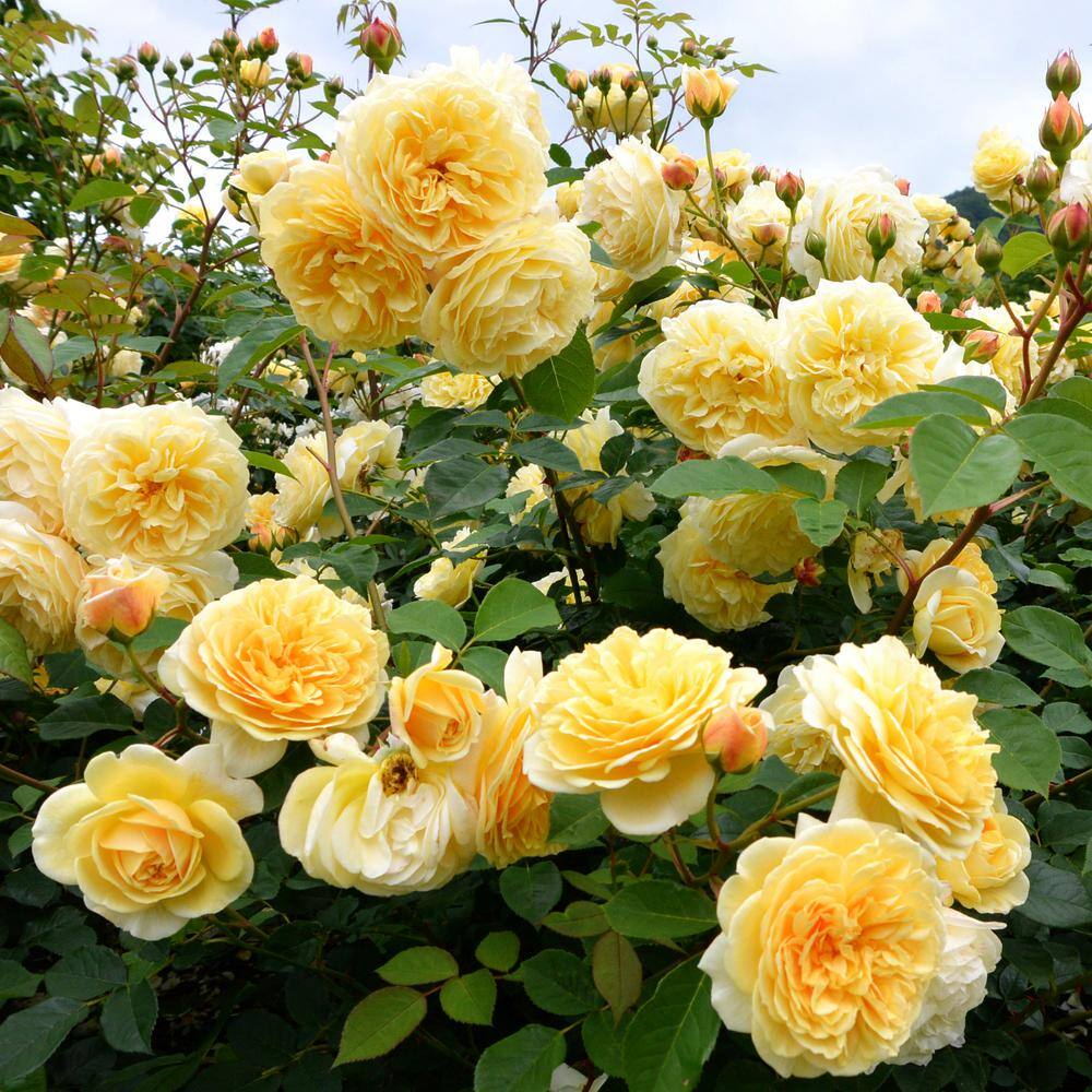 national PLANT NETWORK Bare Root Yellow Rose Plant with Blooms HD7664