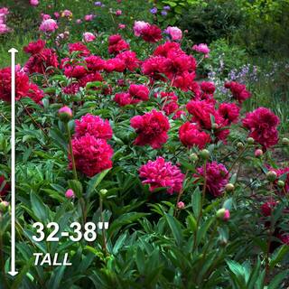 Garden State Bulb 23 Eyes Karl Rosenfield Peony Flower Bulbs Bare Roots (Bag of 9) ECS-71-09-03