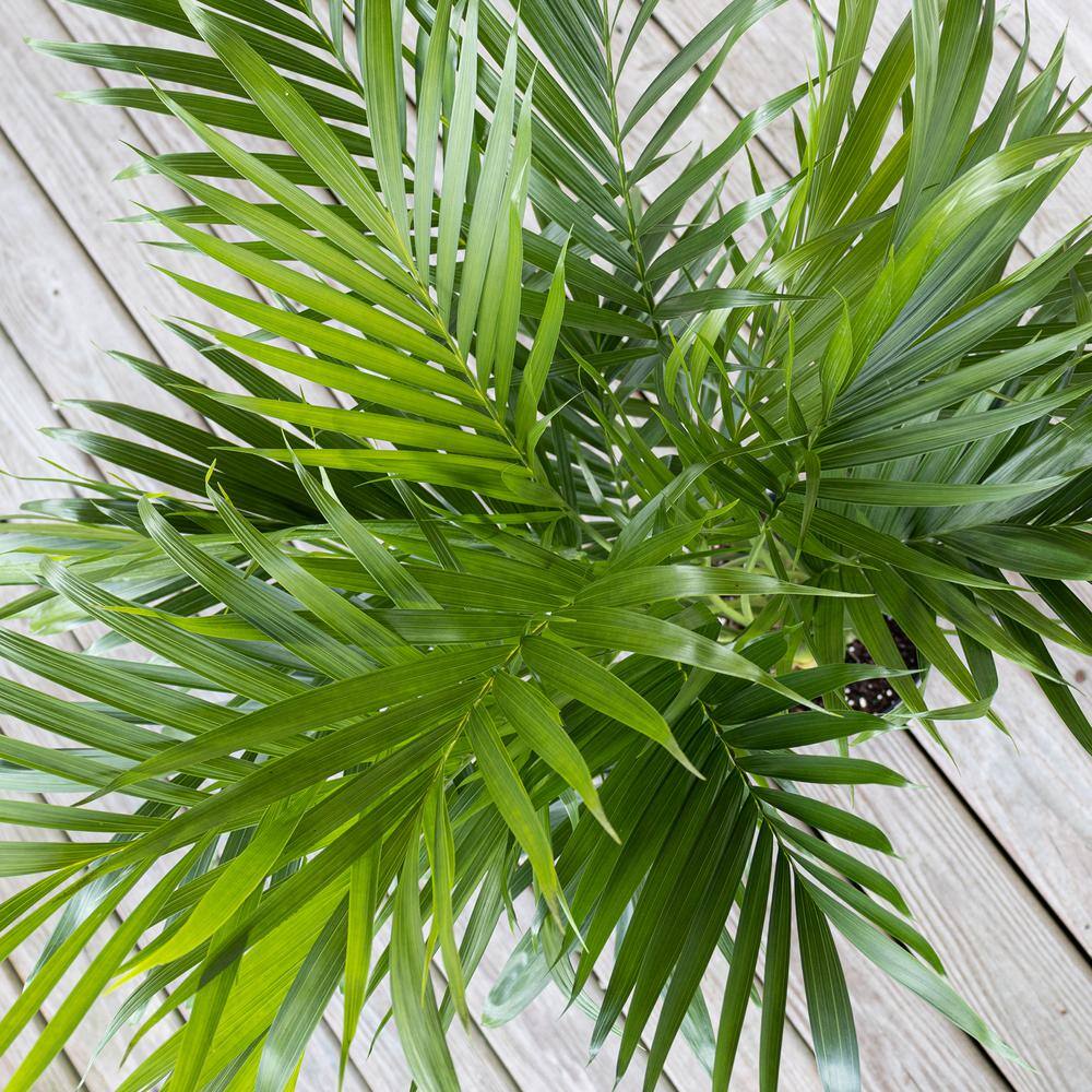 United Nursery Cat Palm Chamaedorea cataractarum Plant in 9.25 inch Grower Pot 20132