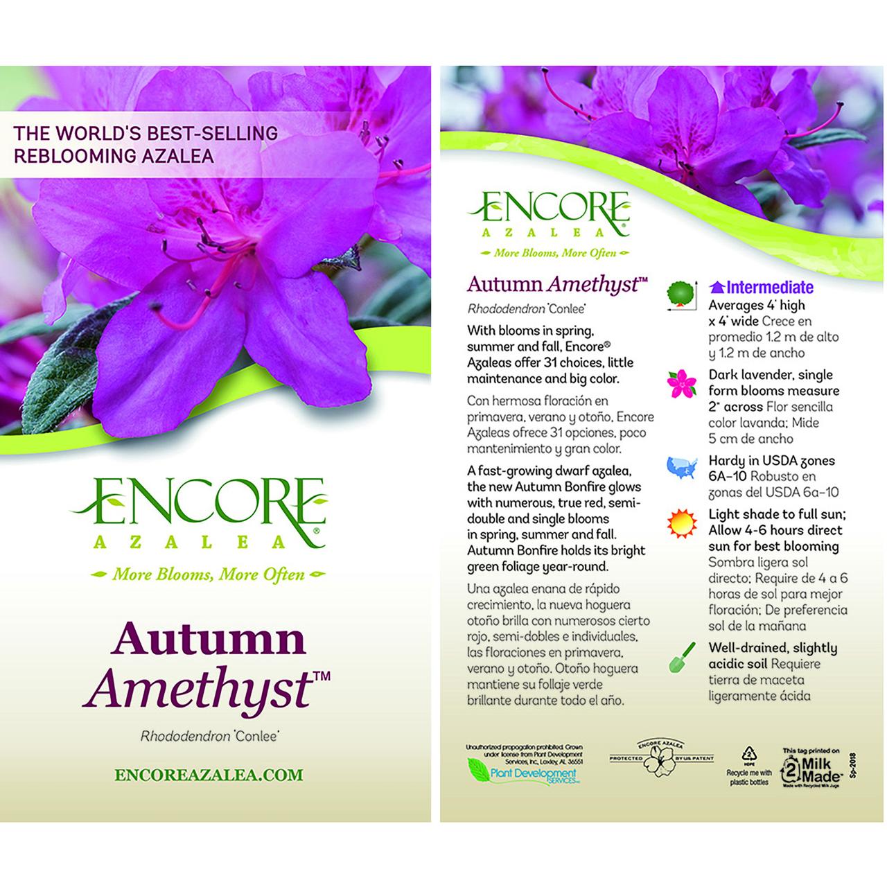 Encore Azalea Autumn Amethyst Shrub 2 Gallon