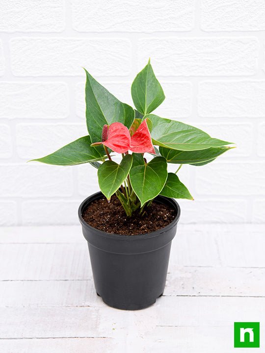 Anthurium (Red) - Plant