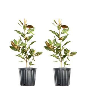 1 Gal. Little Gem Magnolia (2-Pack) THD00160