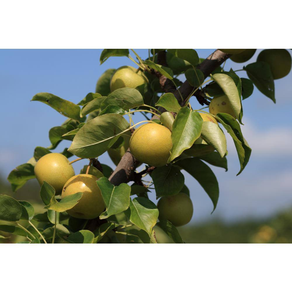 Online Orchards Dwarf Nijisseiki Asian Pear Bare Root FTAS004