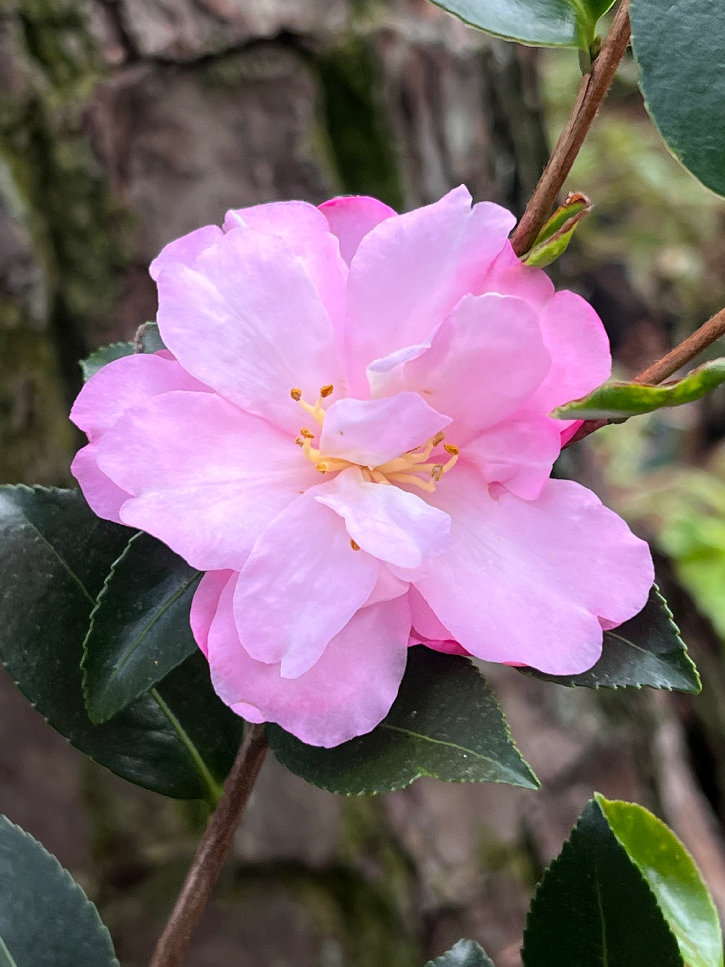 Camellia Pink Snow