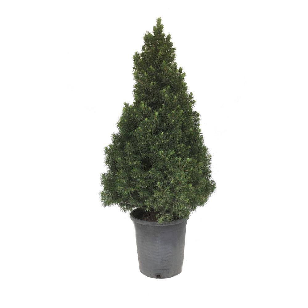 White Spruce (Picea Glauca Conica) Tree 01602