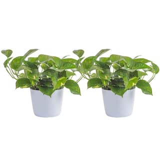 Vigoro Golden Pothos Indoor Plant in Small White Ribbed Plastic Decor Planter Avg. Shipping Height 1-2 ft. Tall (2-Pack) CO.POTH.3.VI.WH