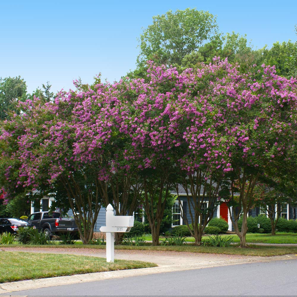 Twilight Crape Myrtle