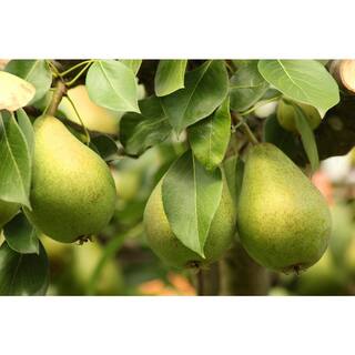 Online Orchards Dwarf D'Anjou Pear Tree Bare Root FTPR005