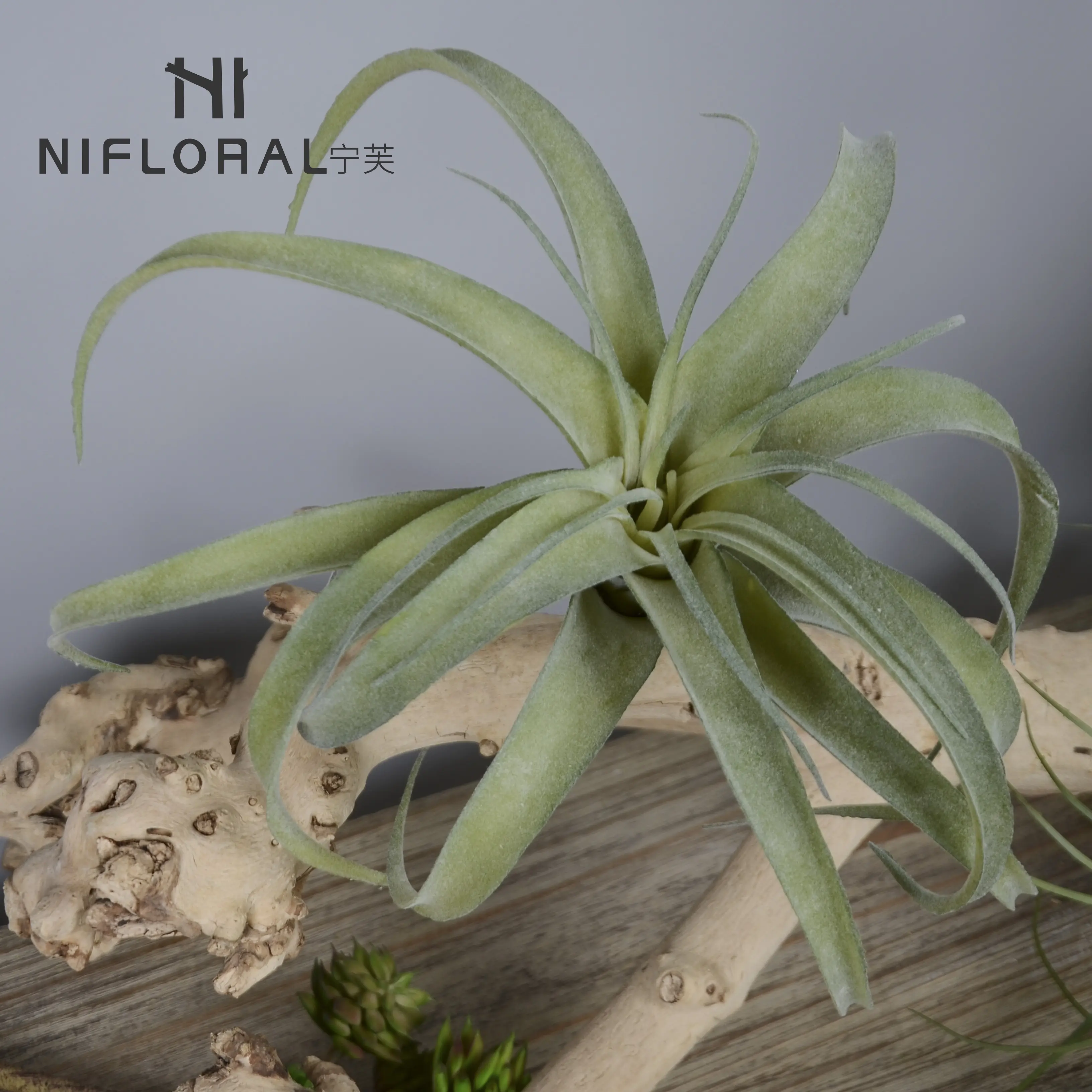 Top selling wholesale cheap price air plants succulent indoor garden greenery air plant