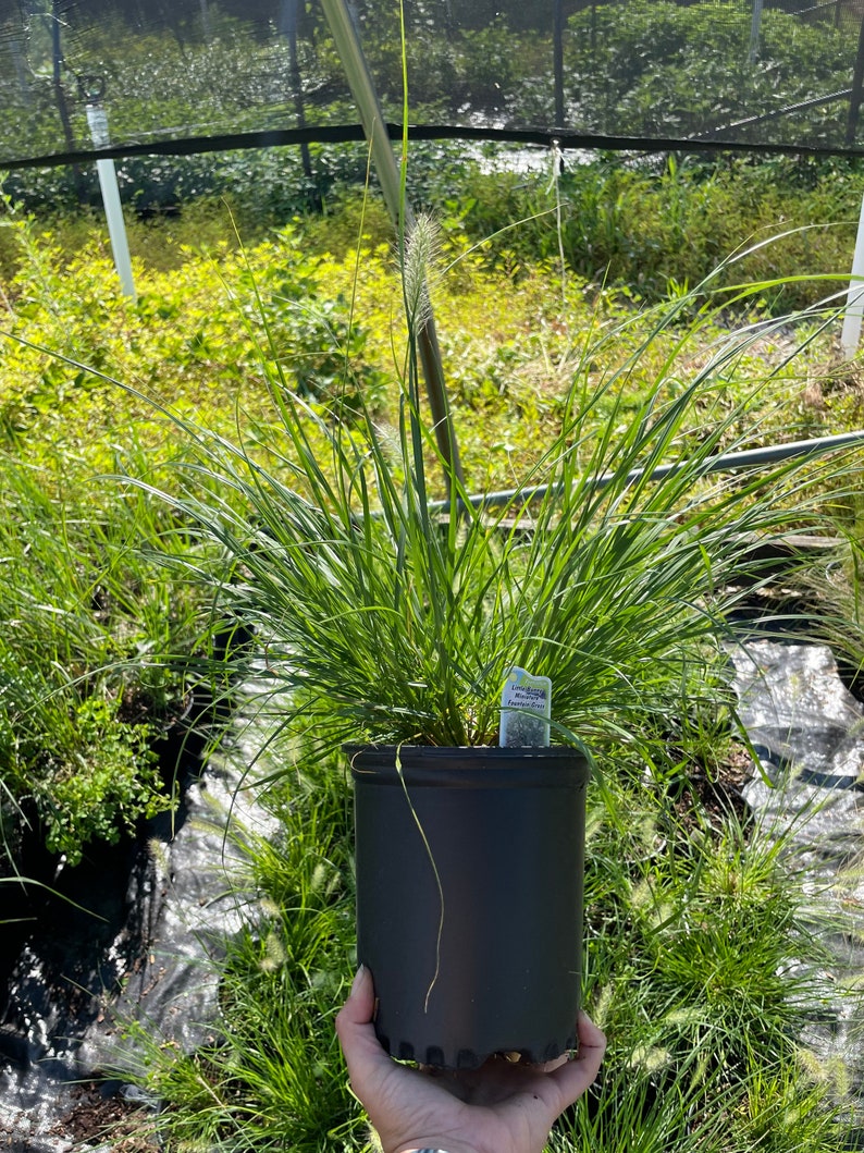 Little Bunny Grass Pennisetum Miniature Fountain Grass in a 1 Gallon Pot