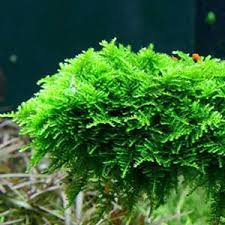 Christmas Moss Vesicularia Portion Live Aquarium Plants BUY2 GET1 FREE