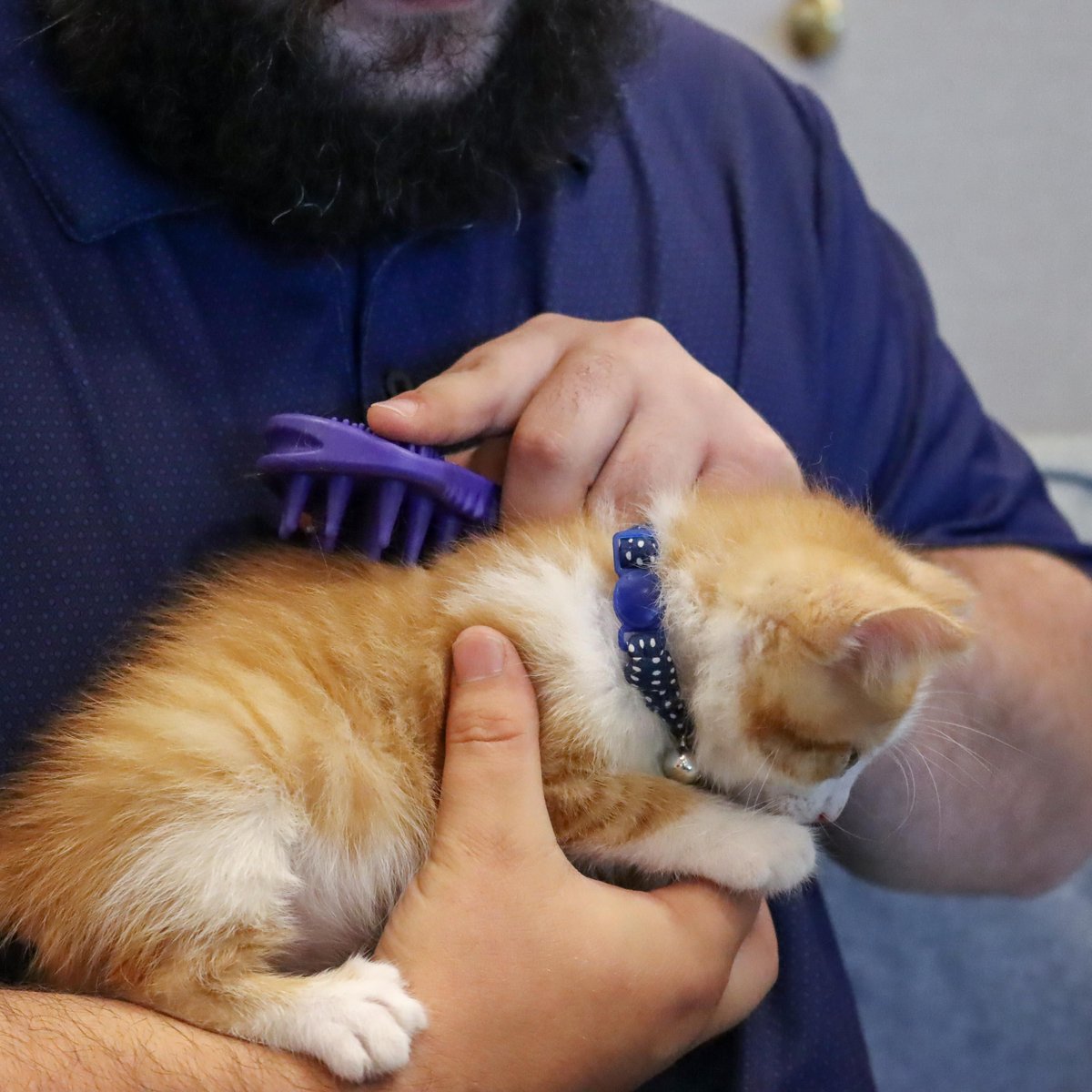 Li'l Pals Round Kitten Collar