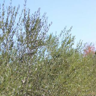Alder  Oak 5 Gal. Fruiltess Olive Evergreen Ornamental Tree OLSW05