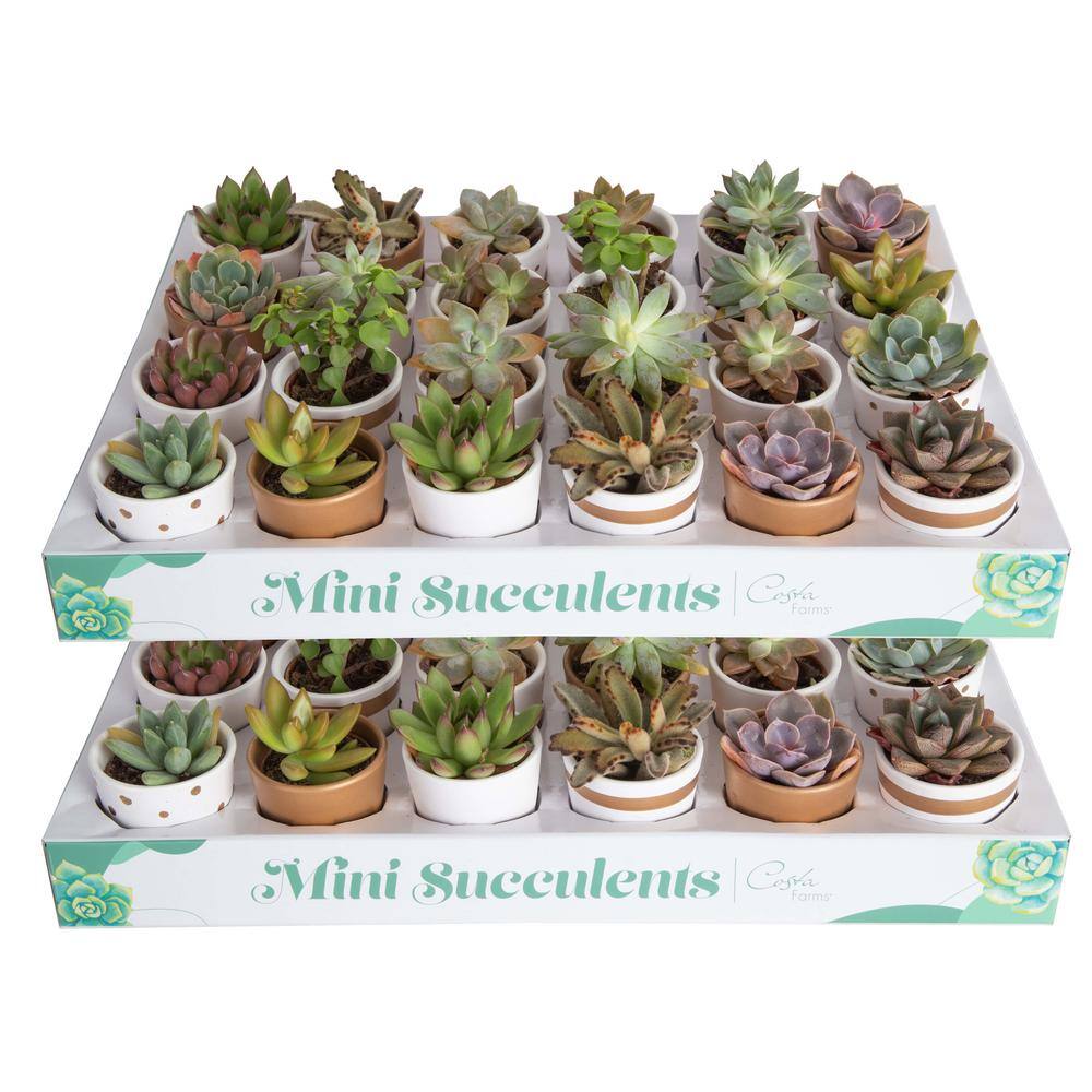 Costa Farms Mini Indoor Succulent Plants in 2 in. Ceramic Pots and Tray Avg. Shipping Height 2 in. Tall (48-Pack) CO.2SUCTRAY48