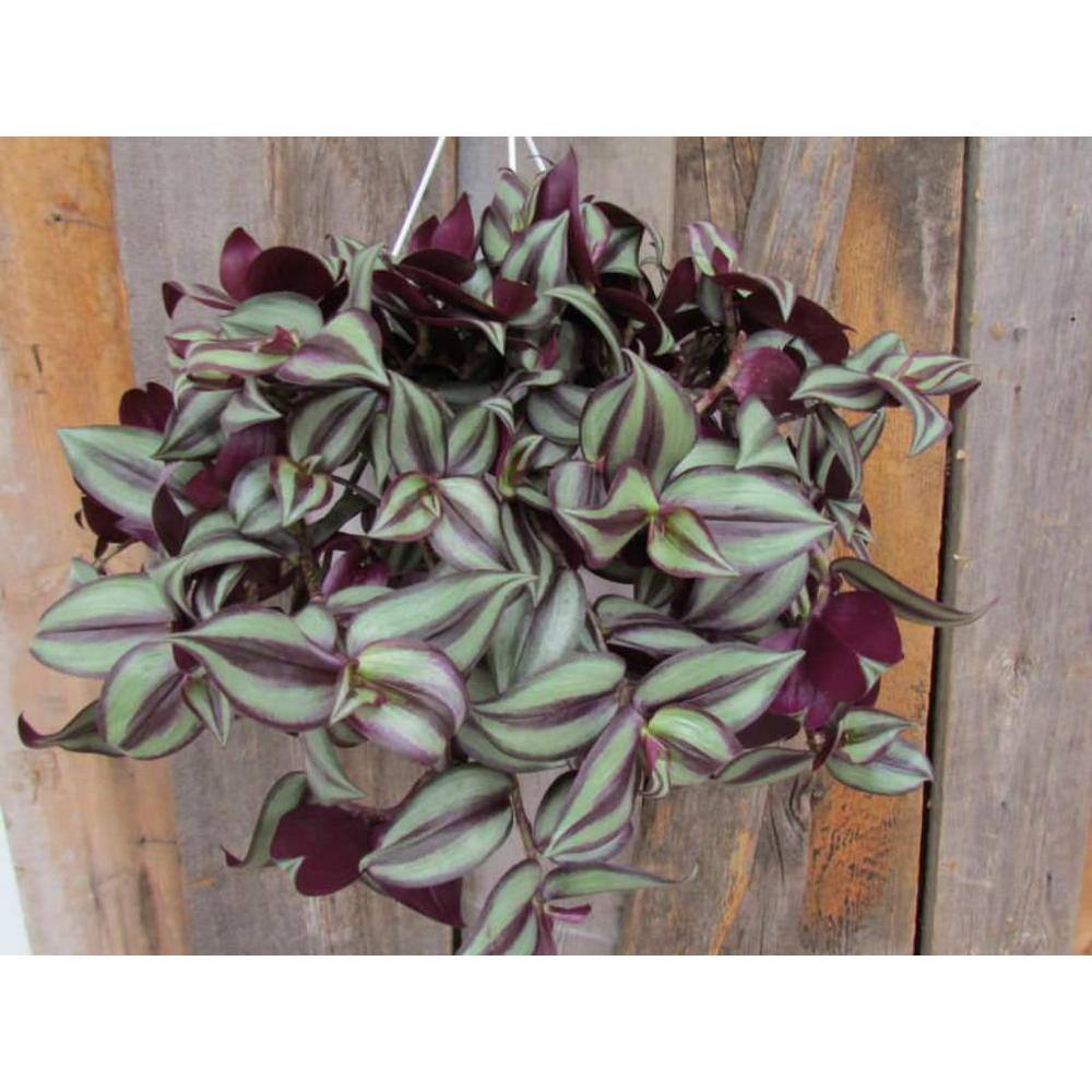 Vigoro 1.8 Gal. Tradescantia Plant in 11 in. Hanging Basket DC11HBWANJEW